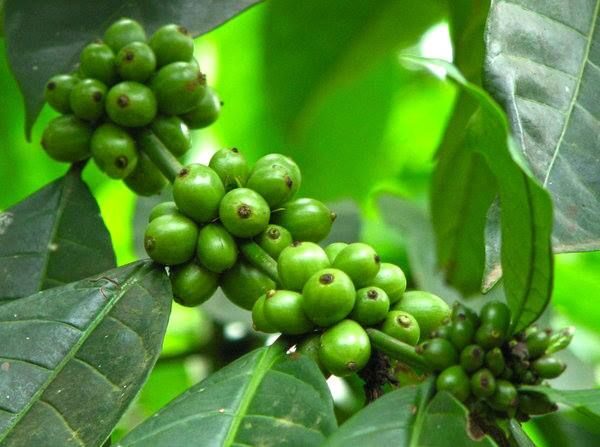 10-green-coffee-weight-loss-benefits-in-hindi-1-1480914412_835x547-8114131