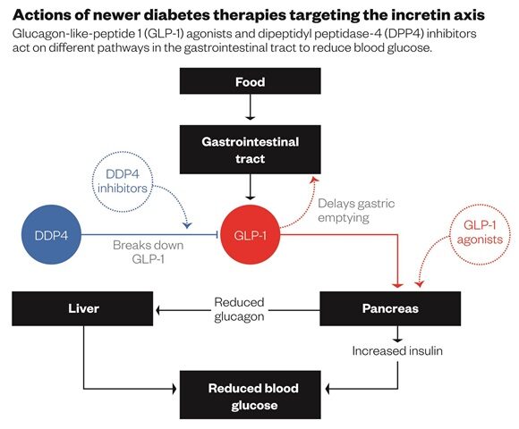1069619_actions-of-newer-diabetes-therapies-targeting-the-incretin-axis-15-8870339