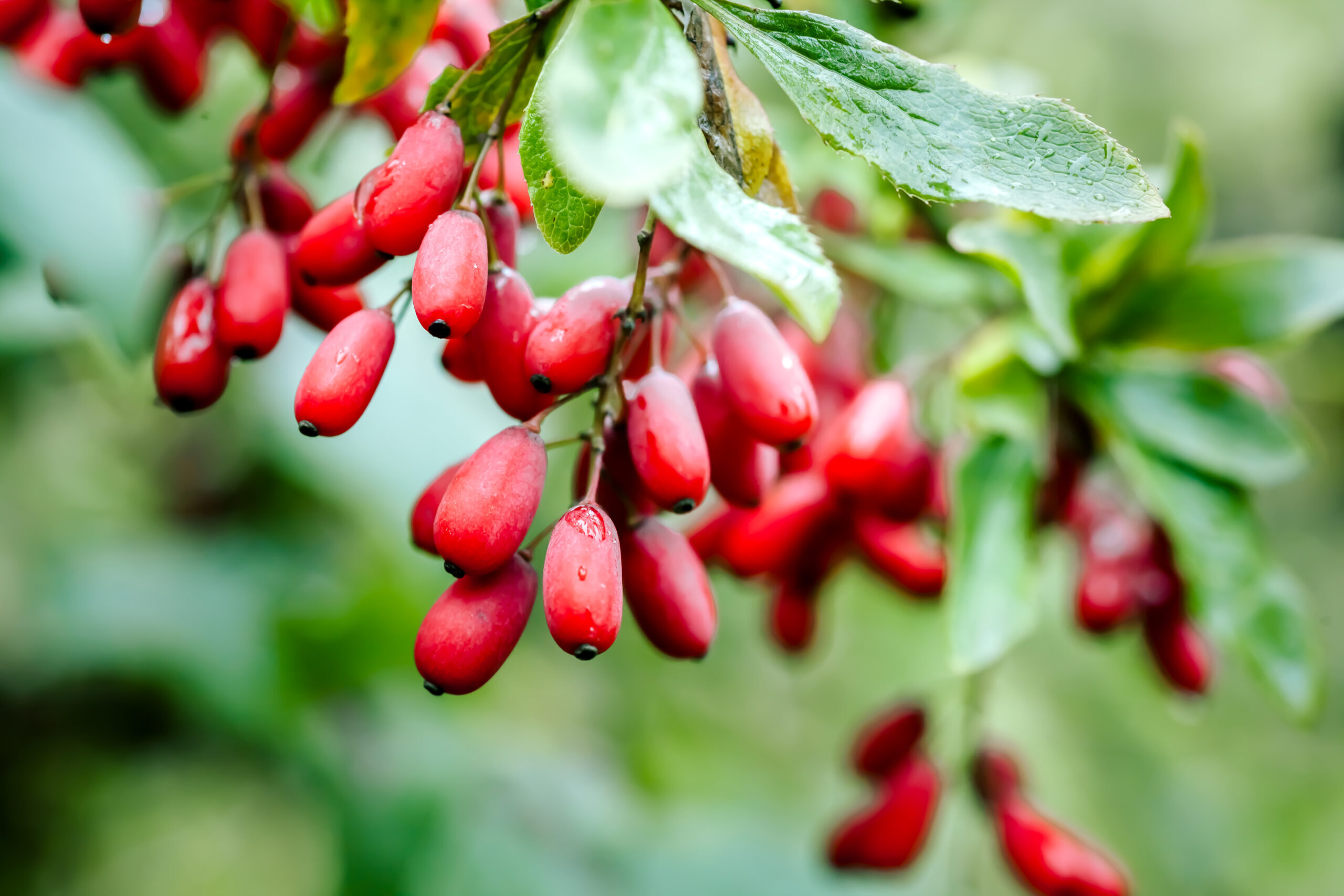 branch-of-ripe-red-barberry-after-a-rain-with-drops-of-water
