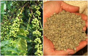 green-coffee-powder-e1526619279504-1660166
