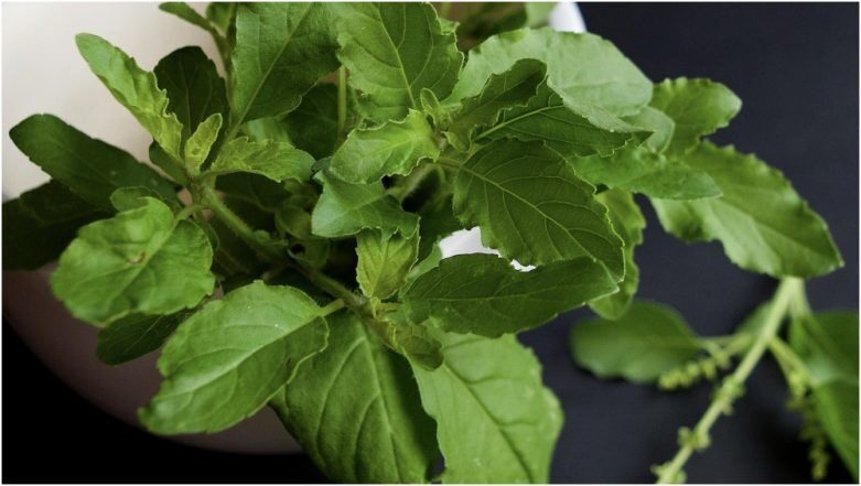 health-benefits-of-tulsi-781x441-4352279