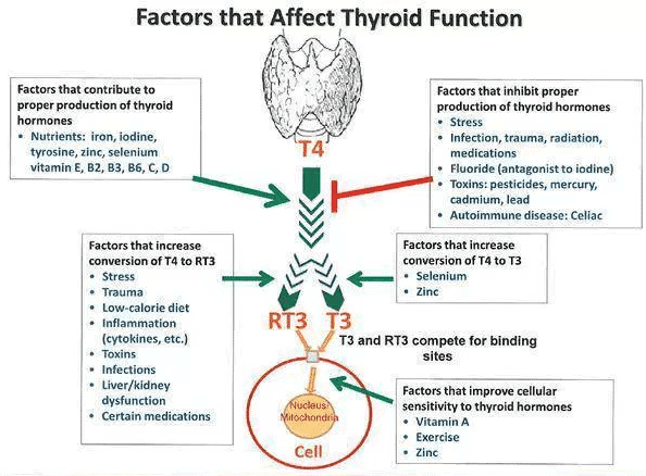 thyroid-conversion-with-leptin-resistance-6339371