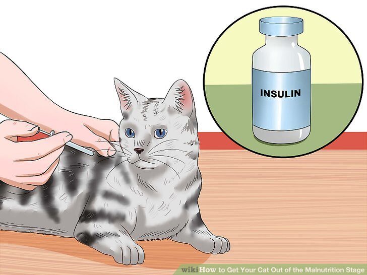 aid6703837-v4-728px-get-your-cat-out-of-the-malnutrition-stage-step-15-8232202