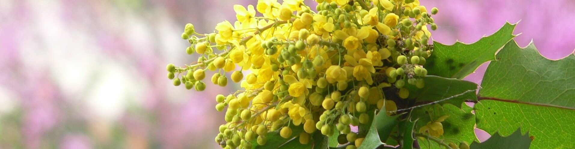 berberine-banner-1185520