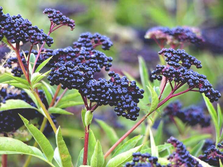 elderberry-plant-and-berries-thumb-1210441