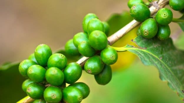green-coffee_625x350_71451393846-7816230