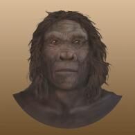 homo-habilis-smithsonian-karen-carr-studio-image-credit1-7335773