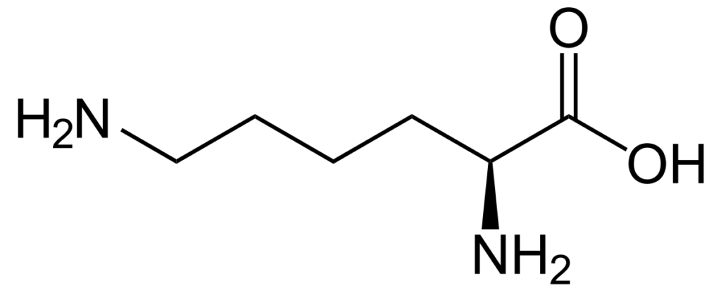 lysine-1024x413-5755312