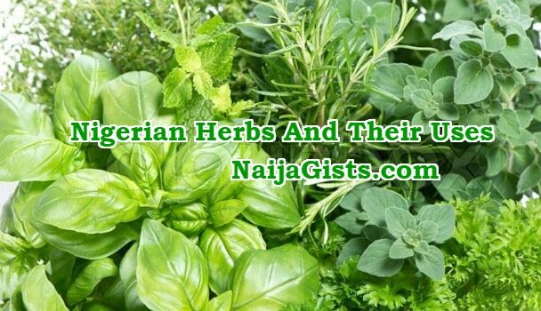 nigerian-igbos-yoruba-herbs-uses-7071114