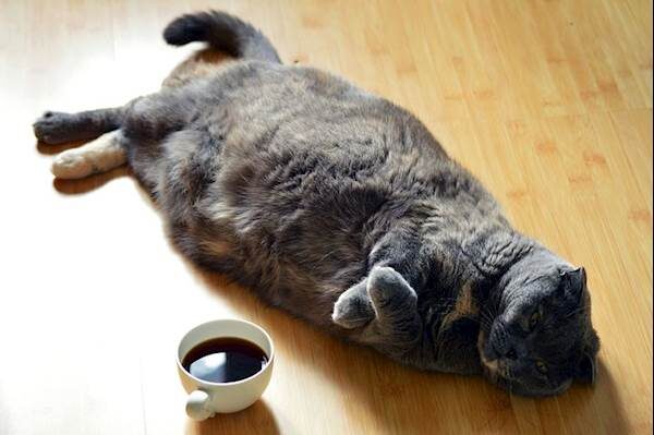 overweightcat-8131365