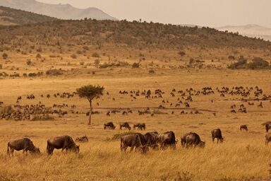 savannahs-of-africa-smaller-6348318