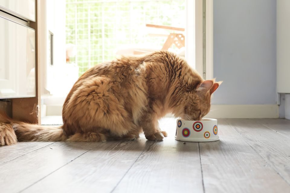 side-view-of-cat-eating-food-on-floor-606757839-57d971ec5f9b584c16a47650-9963217