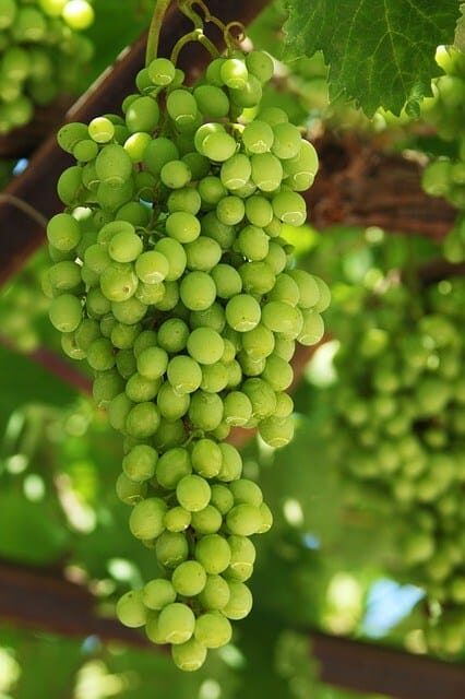 small-grapes-16801_640-1595778