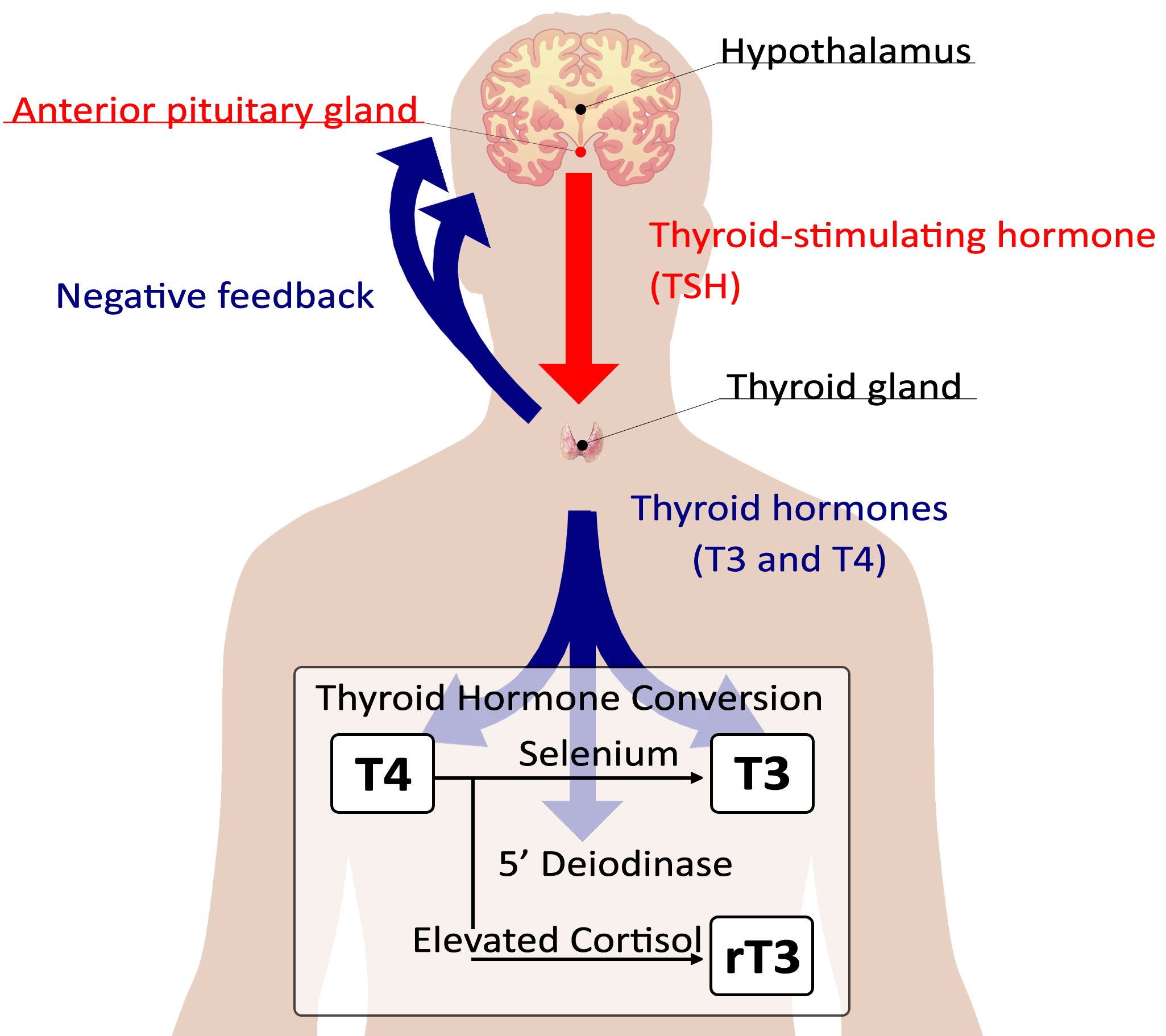 thyroid-system-5223243