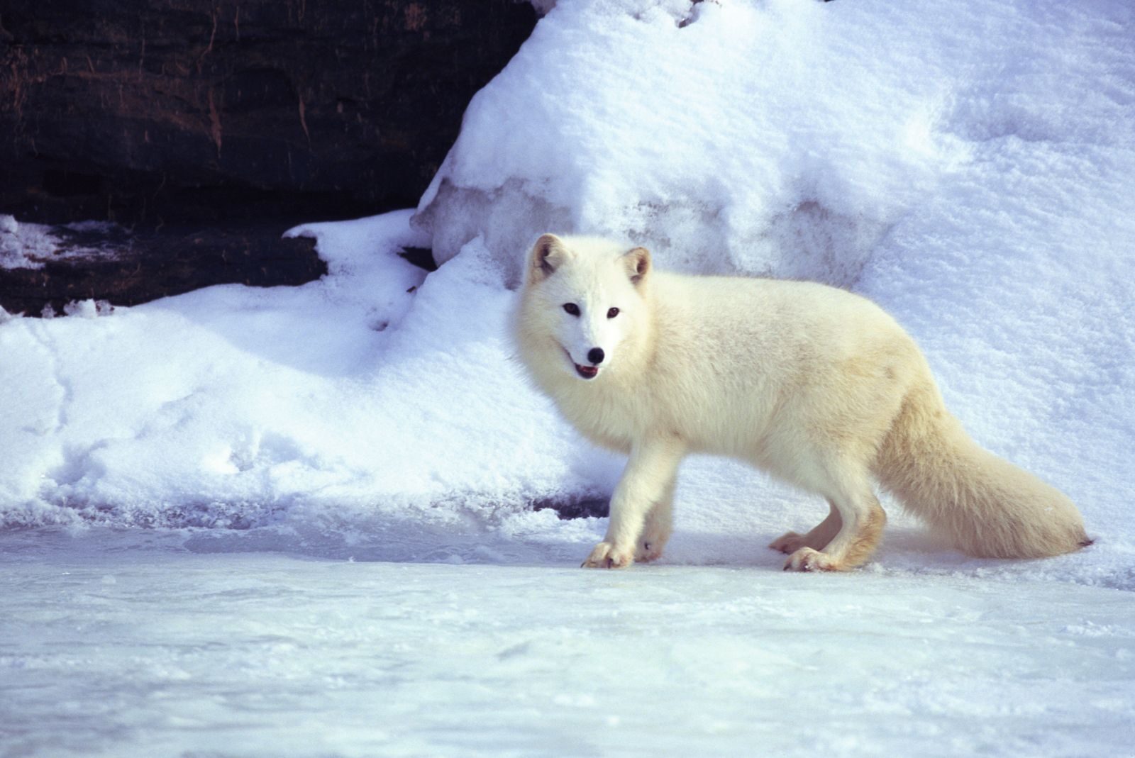 arctic-fox-2569794