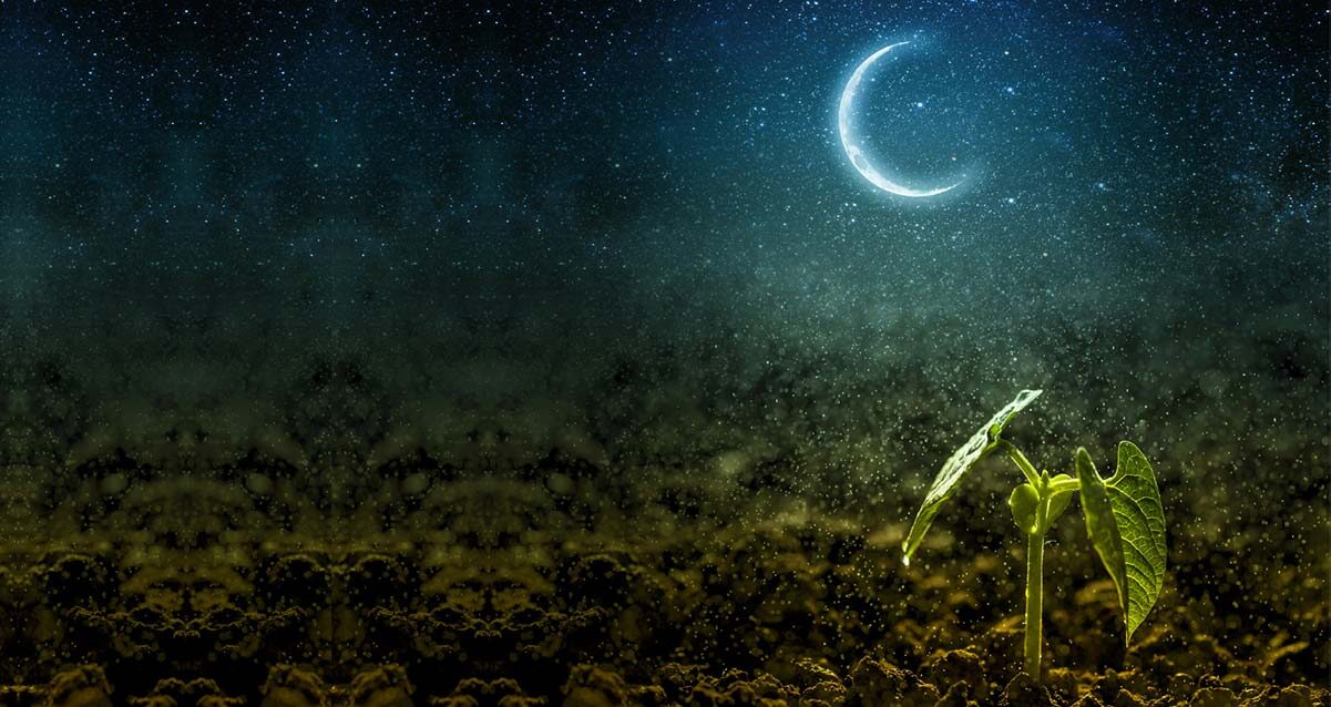 gardening-moon-planting-calendar-2019-5486595