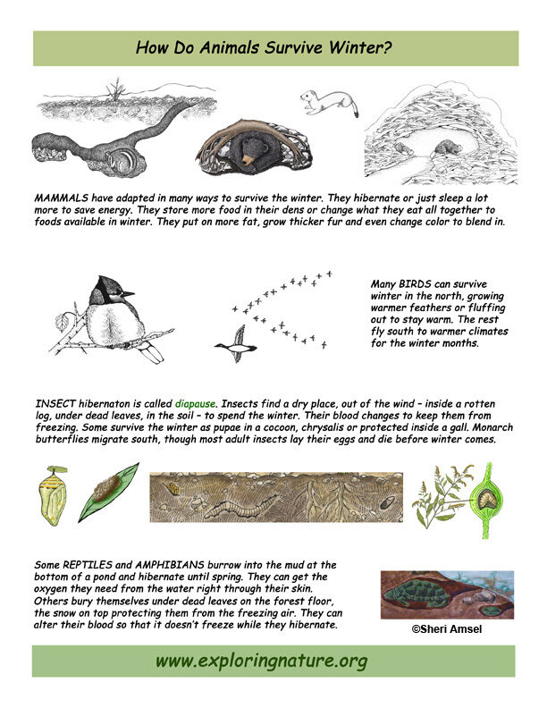 hibernation_poster-6216253