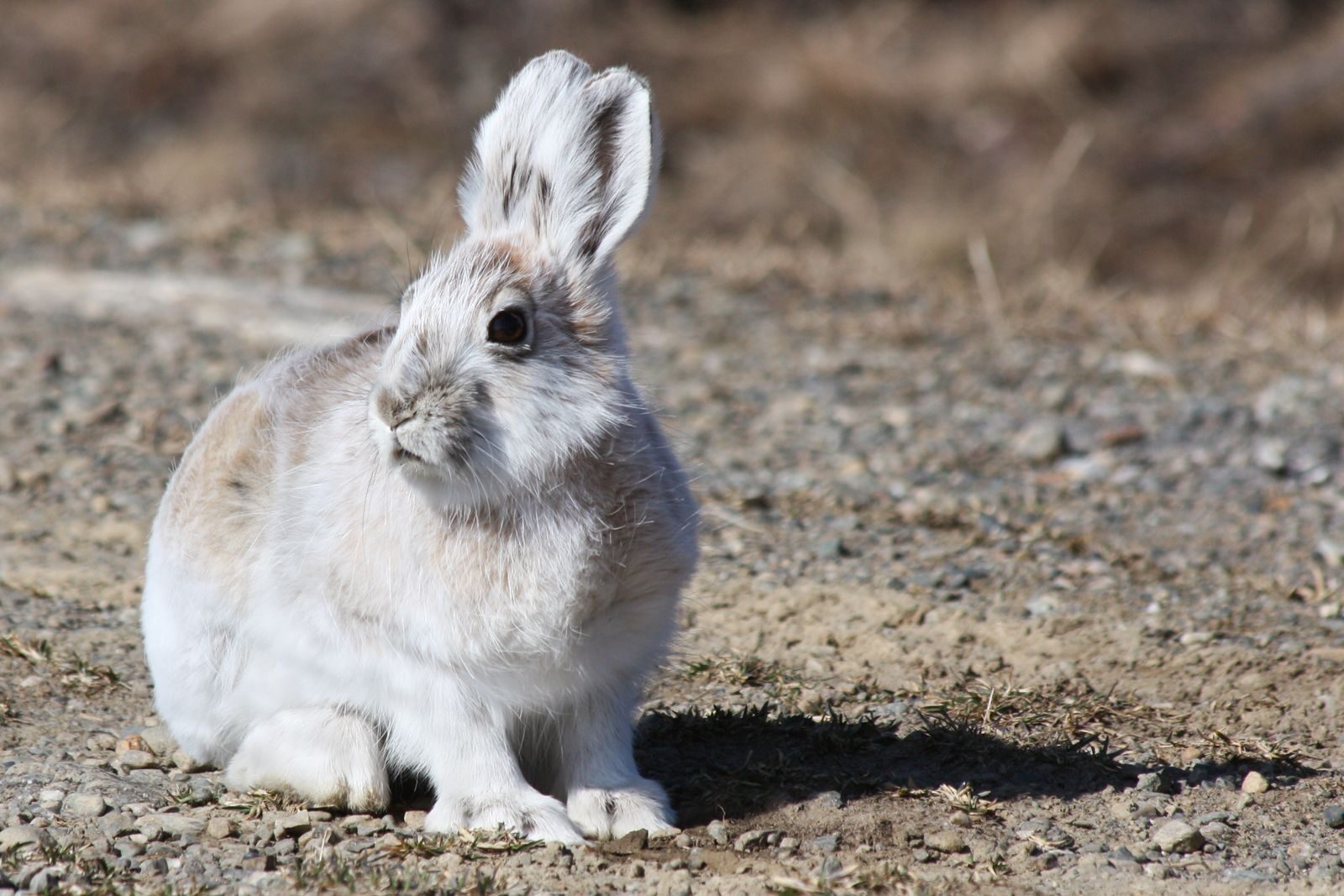 snowshoe-hare-5144498