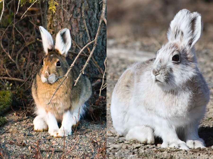 snowshoe-hare-summer-coat-side-right-winter-6018777