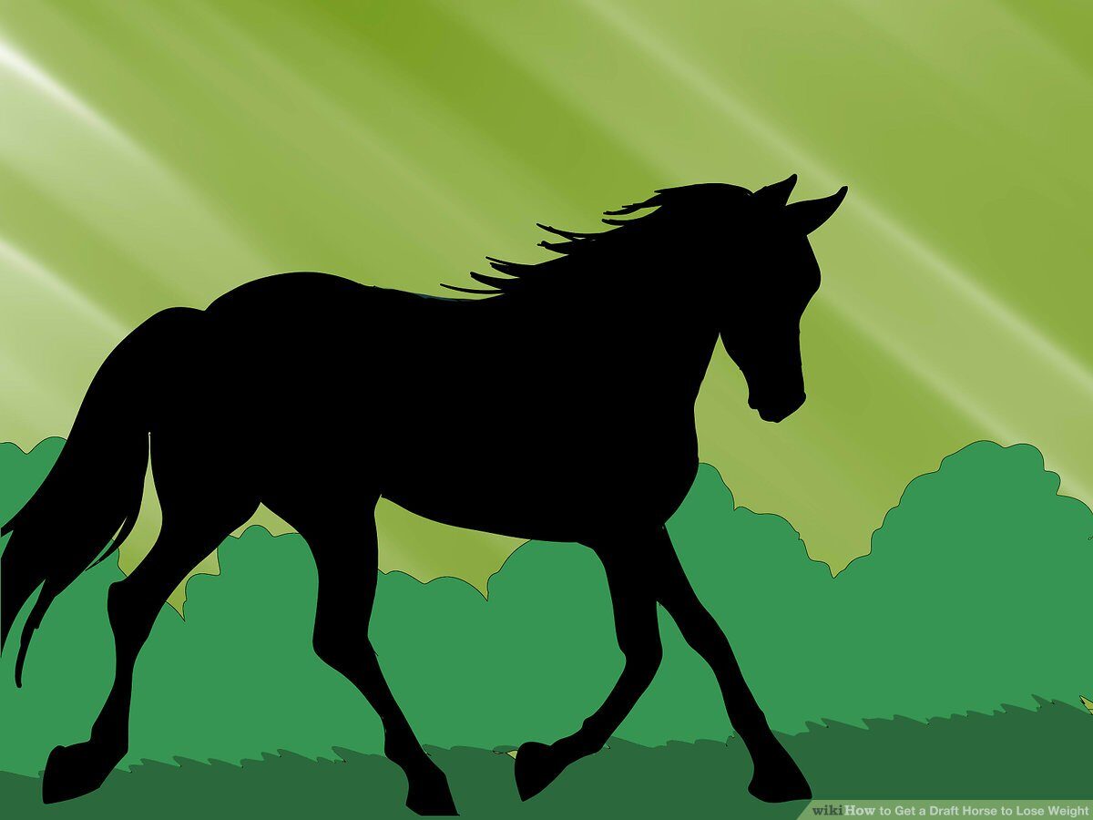 aid5029850-v4-1200px-get-a-draft-horse-to-lose-weight-step-8-7597804