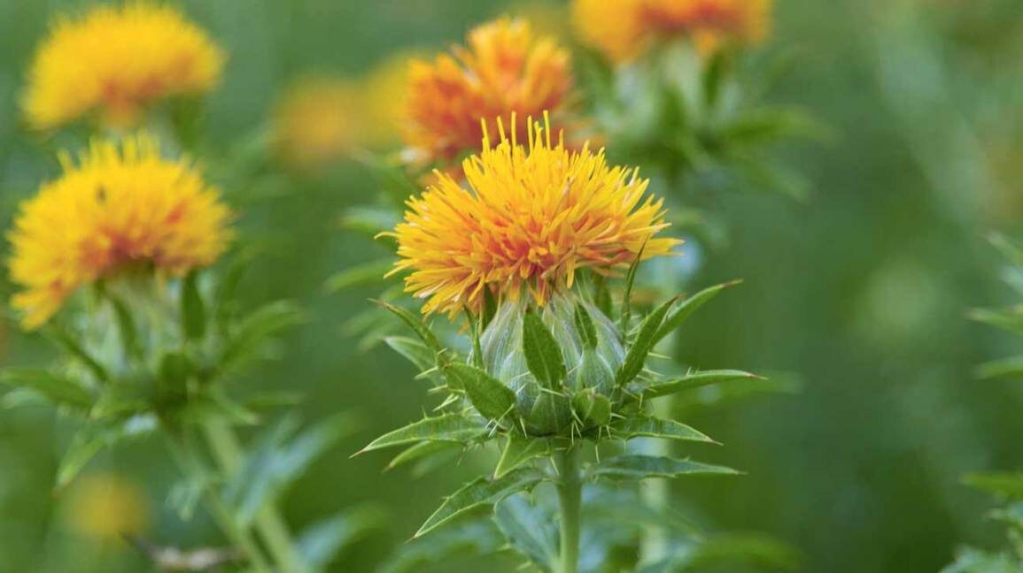 cla-safflower-oil-1296x728-feature-8883745