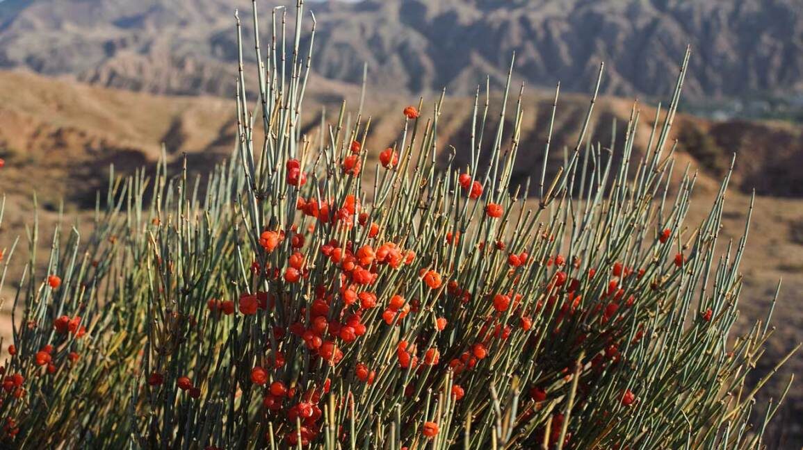 ephedra-1296x728-feature-4538630