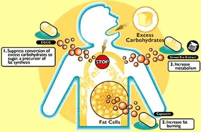 green-tea-extract-fat-burning-6066640