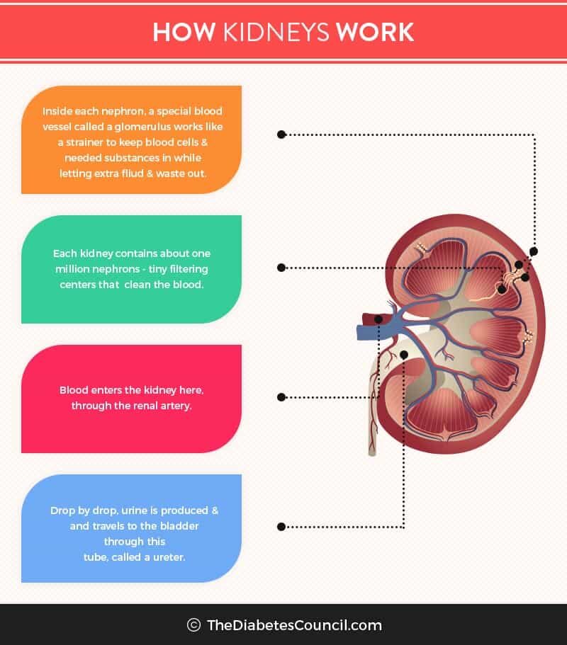 how-kidney-works-2185180