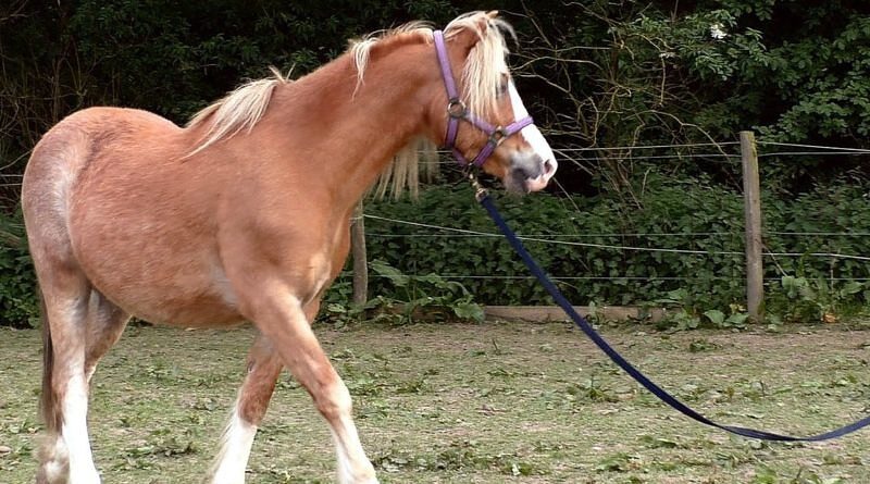 lungingtiny-1-800x445-8009376