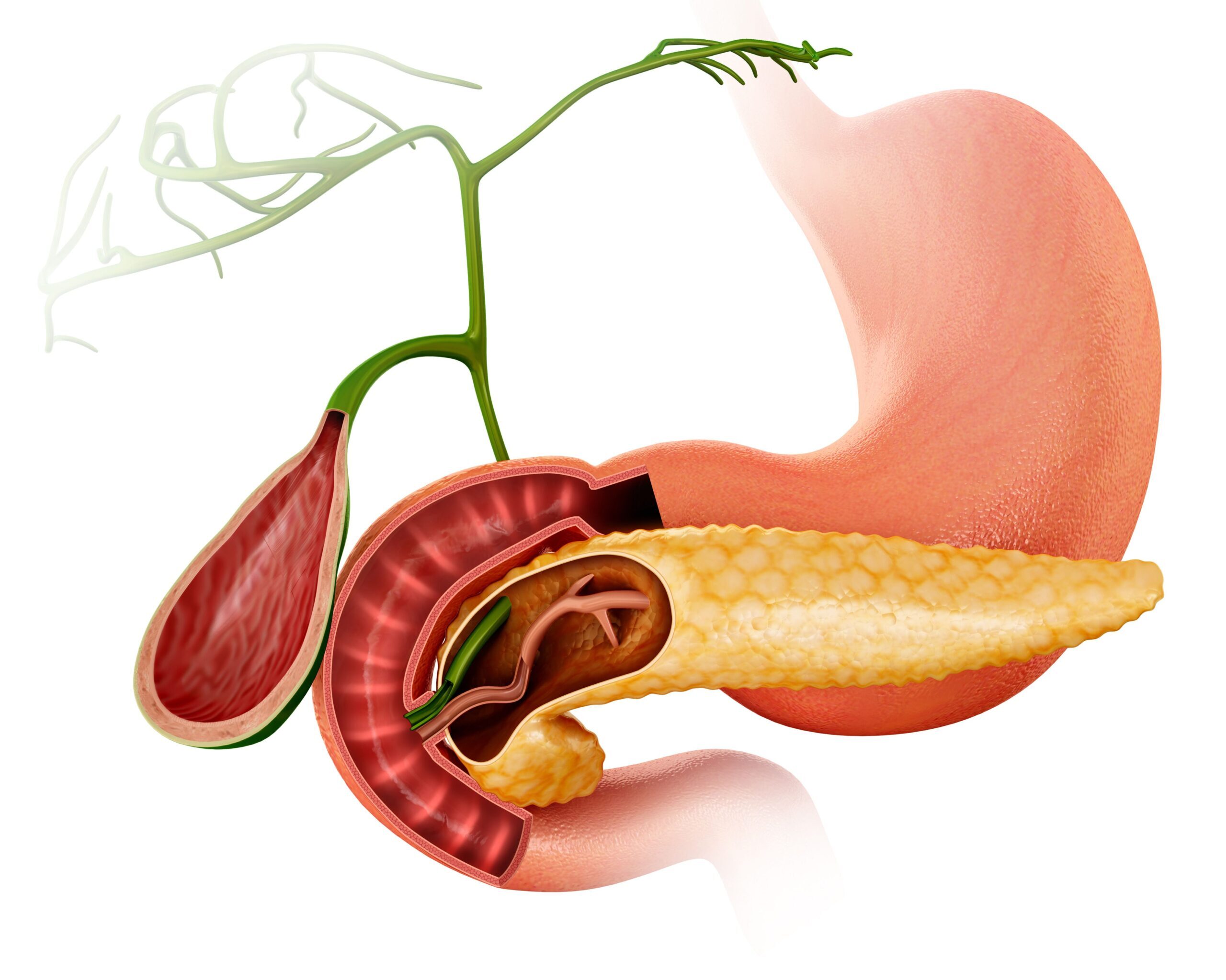pancreas-and-gall-bladder-illustration-590277631-592ef1db5f9b5859509198a1-4603353